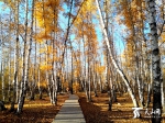 新疆赏秋好去处，阿勒泰市桦林公园美如画 - 市政府