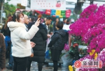 乌鲁木齐花卉市场迎来全年中最火的销售行情 闻年宵花香，品生活变化 - 市政府