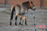 新疆野马繁殖研究中心三匹野马被认养 - 中国新疆网