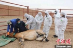 新疆畜牧专家给30匹野马做“体检” - 中国新疆网