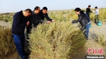 十一团在塔克拉玛干沙漠边成功栽种耐旱饲草树种“四翅滨藜”。　易然 摄 - 中国新疆网