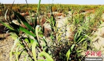 2020年春栽种的耐旱植物“绿洲一号”挺立于沙漠边，生机勃勃。　易然 摄 - 中国新疆网