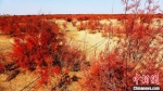 五年前人工栽种的红柳有力地阻挡着沙的移动。　易然 摄 - 中国新疆网