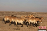25日，新疆野马繁殖研究中心46匹普氏野马开始在200余万平方米的区域进行半散放训练。新疆野马繁殖研究中心供图 - 中国新疆网