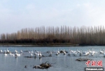 野生天鹅连续七年在新疆开都河流域过冬 - 中国新疆网