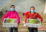 员工展示刚采割的芦笋。　买买提艾力 摄 - 中国新疆网