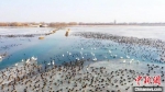 塔克拉玛干沙漠西部湿地公园引上万只鸟类栖息 - 中国新疆网