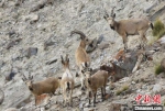 新疆帕米尔高原生态环境改善野生动物种群数量增加 - 中国新疆网