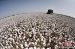 新疆是中国棉花主产区。确·胡热 摄 - 中国新疆网