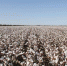 资料图：新疆雪白的棉朵一片连成一片。袁晶 摄 - 中国新疆网