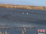 一对天鹅在艾比湖游弋。　陶拴科 摄 - 中国新疆网