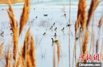 各种鸟类在此栖息。　艾比湖湿地国家级自然保护区管理局提供 - 中国新疆网