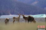 一群马鹿在G575道路施工附近草原上觅食。　曹新加 　摄 - 中国新疆网