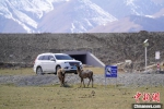 两头马鹿在G575道路施工附近草原上觅食，一辆汽车从旁边驶过。　曹新加 　摄 - 中国新疆网