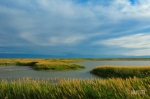新疆艾比湖湿地面积增加3万亩 - 中国新疆网