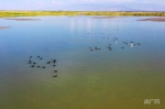 新疆艾比湖湿地面积增加3万亩 - 中国新疆网