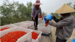 乡村振兴看新疆|红红枸杞挂枝头 农民收获丰收果 - 中国新疆网