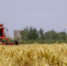 麦子熟了|新疆尉犁：夏收时节 “麦”向丰收 - 中国新疆网