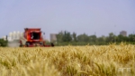 麦子熟了|新疆尉犁：夏收时节 “麦”向丰收 - 中国新疆网