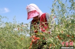 图为新疆精河县一名种植枸杞的农户在采摘枸杞。　马东强 摄 - 中国新疆网