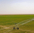 实拍新疆“最大牛场”：叶城戈壁滩上种草养牛 - 中国新疆网