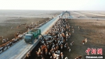 每天上午和下午各一次，投料车投料喂牛。　马甲兵 摄 - 中国新疆网