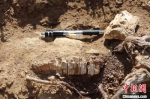 新疆温泉县发现八百万年前三趾马动物群化石 - 中国新疆网