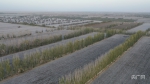 乡村振兴看新疆丨棉农与棉花的“双向奔赴” - 中国新疆网