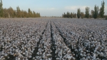 乡村振兴看新疆丨棉农与棉花的“双向奔赴” - 中国新疆网