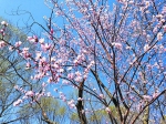 春日有心逐花行 寻香四季觅芳踪 - 市政府