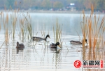 乌鲁木齐南湖市民广场野鸭游弋戏碧波 - 市政府